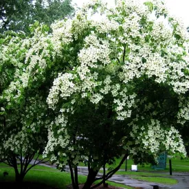 Kousa Dogwood Tree
