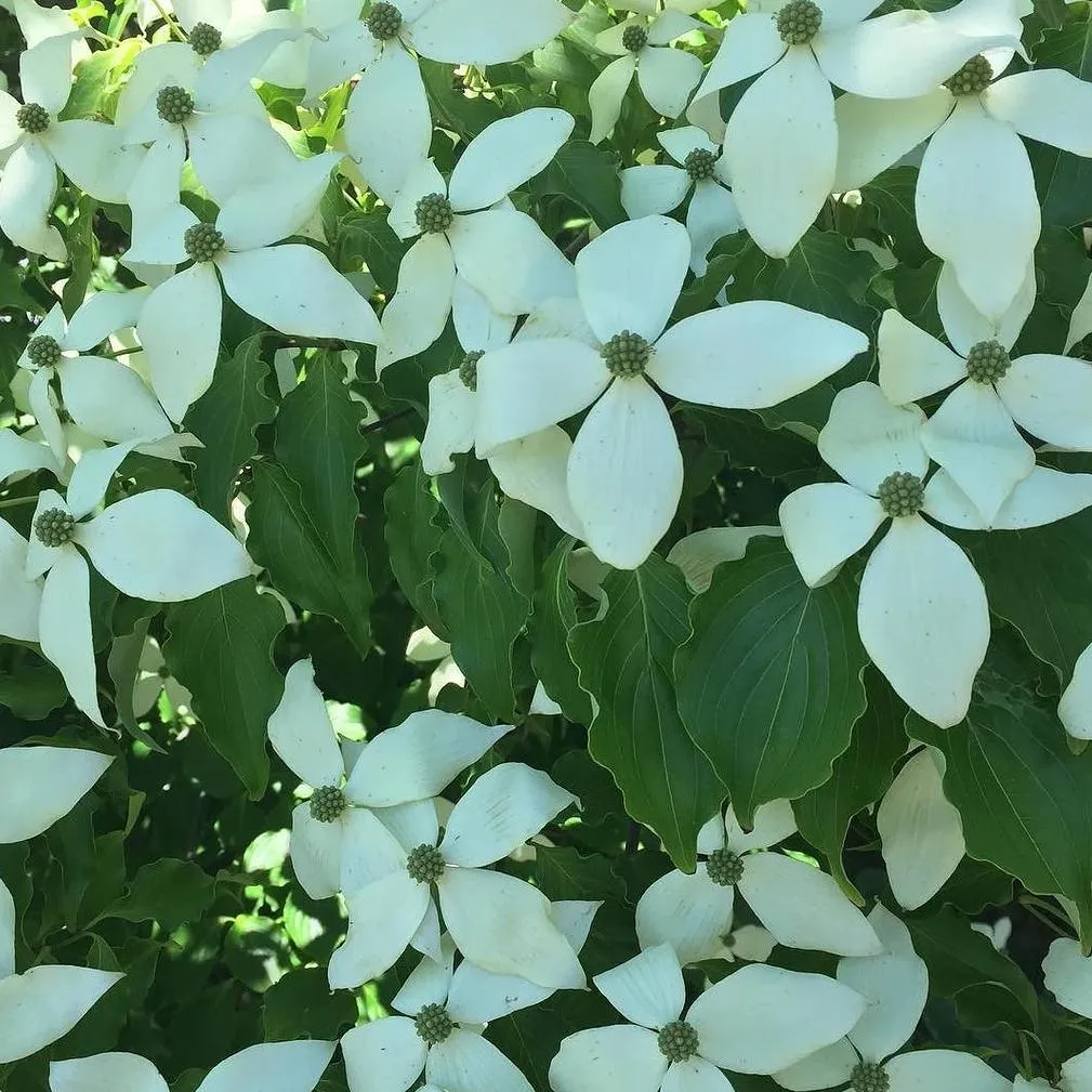 Kousa Dogwood Tree