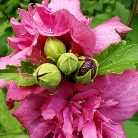 Lady Stanley Althea Bush