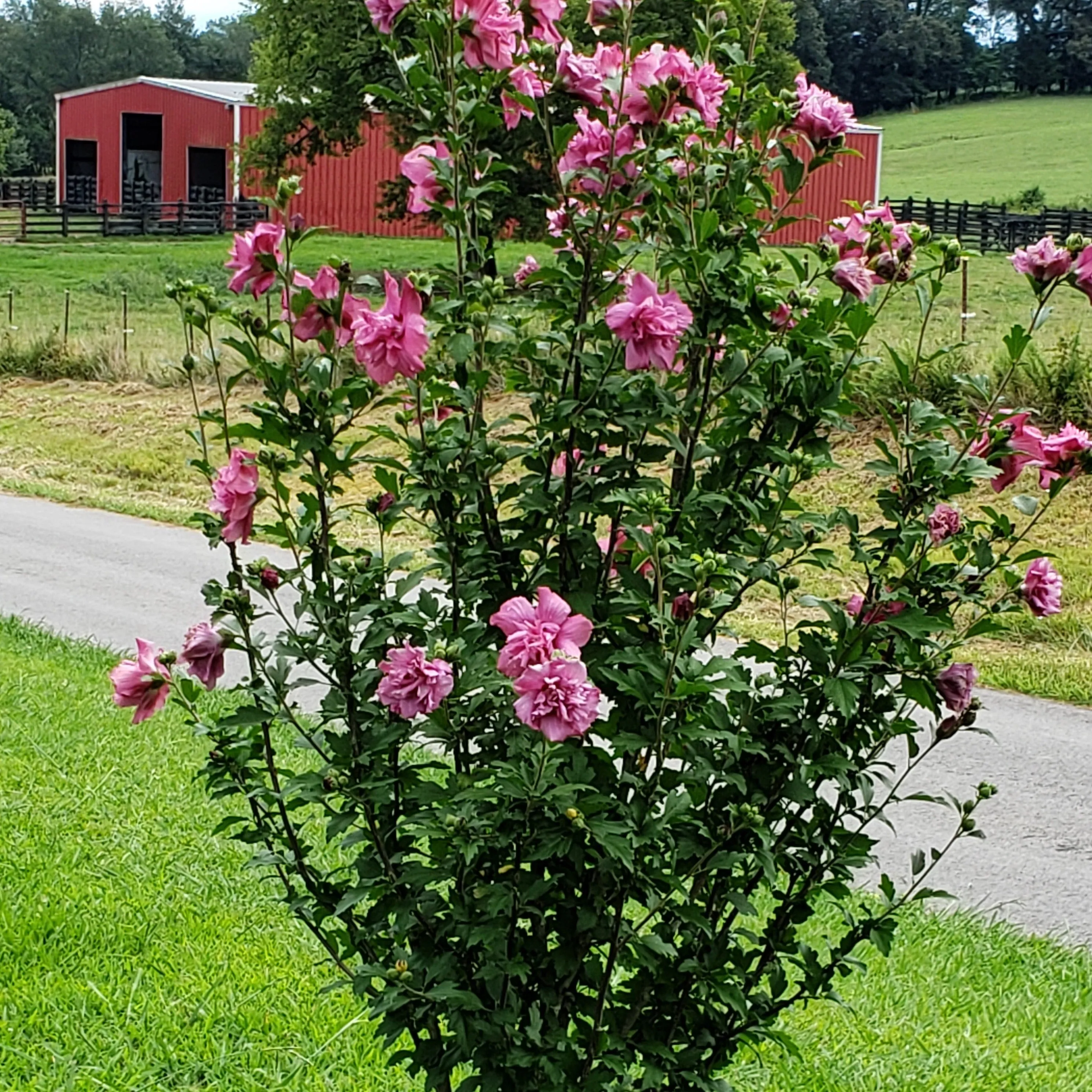 Lady Stanley Althea Bush