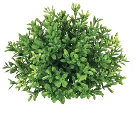 New England Boxwood 1/2 Orb