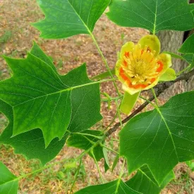 Tulip Poplar Tree