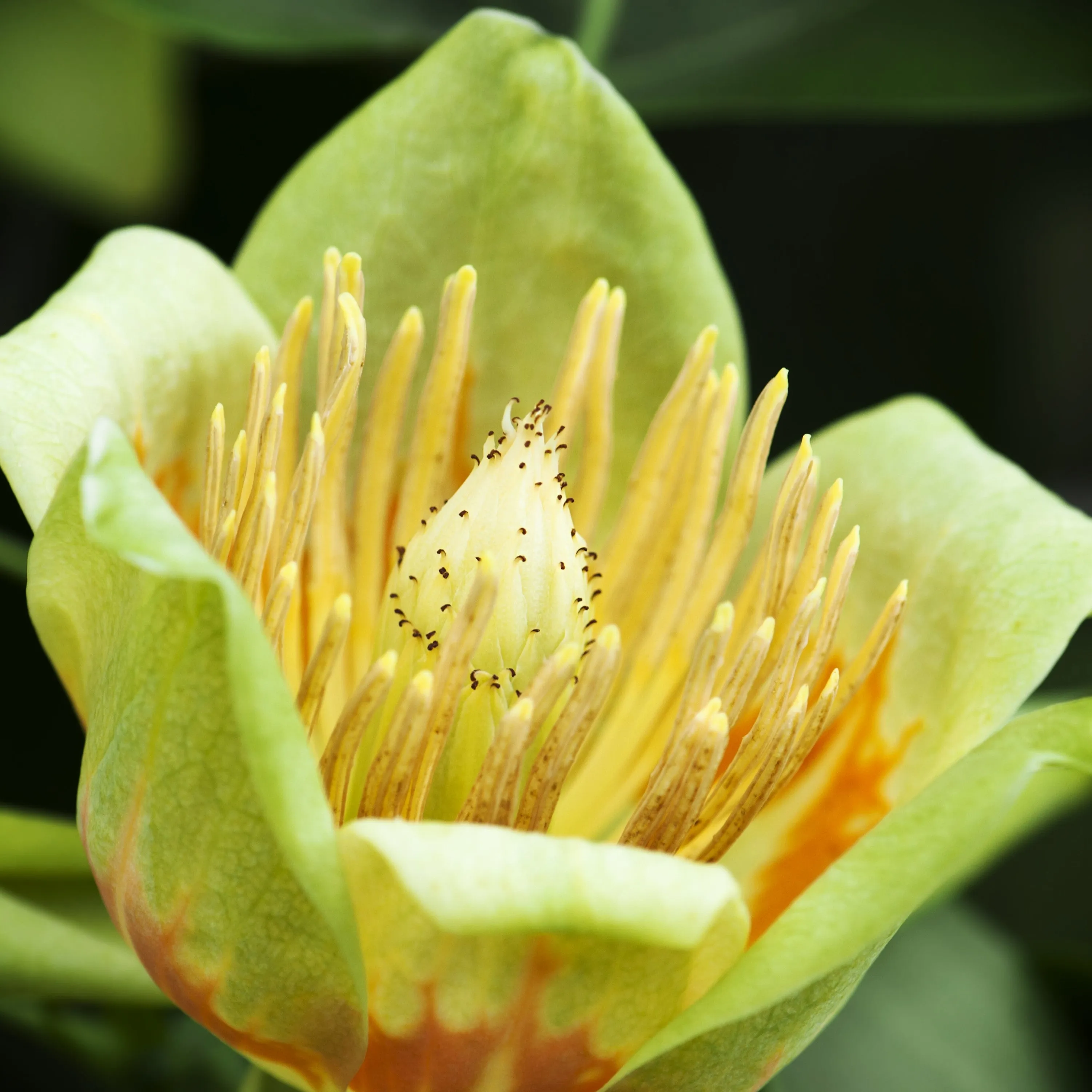 Tulip Poplar Tree