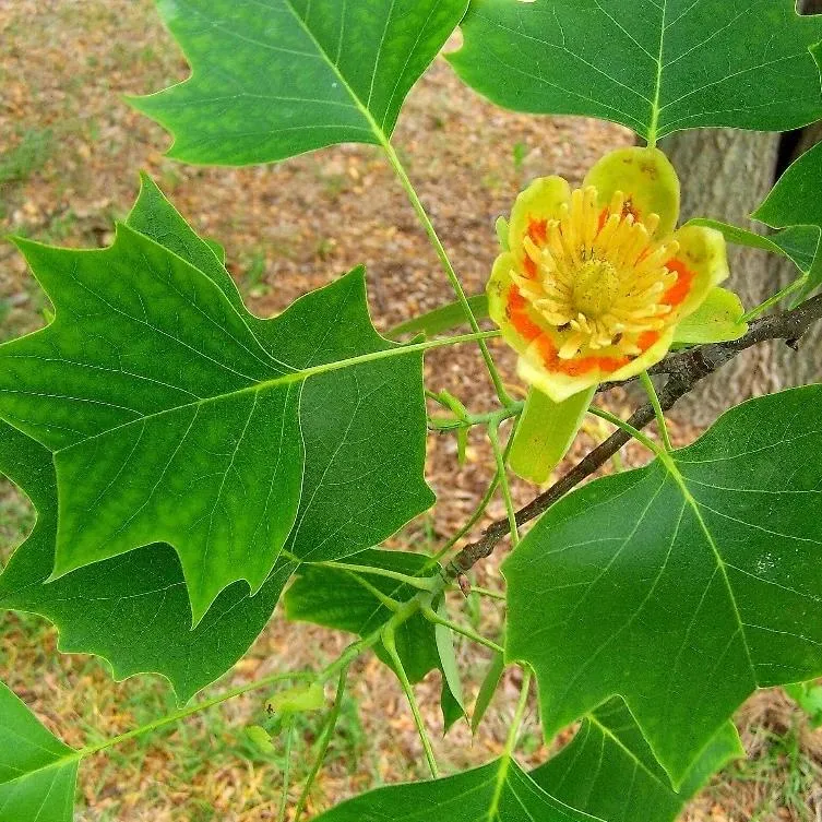 Tulip Poplar Tree