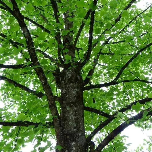 Tulip Poplar Tree