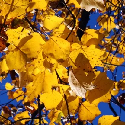 Tulip Poplar Tree