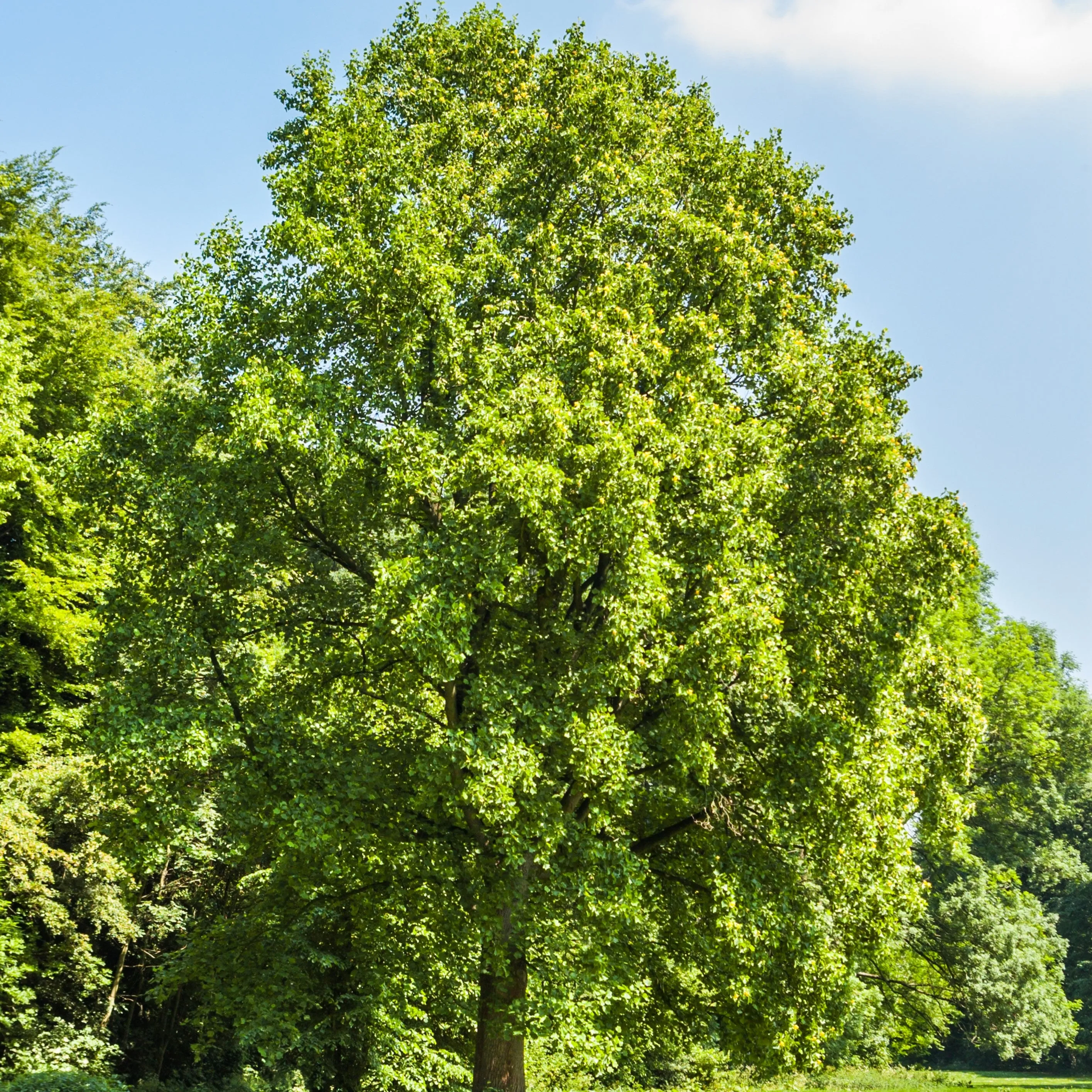 Tulip Poplar Tree