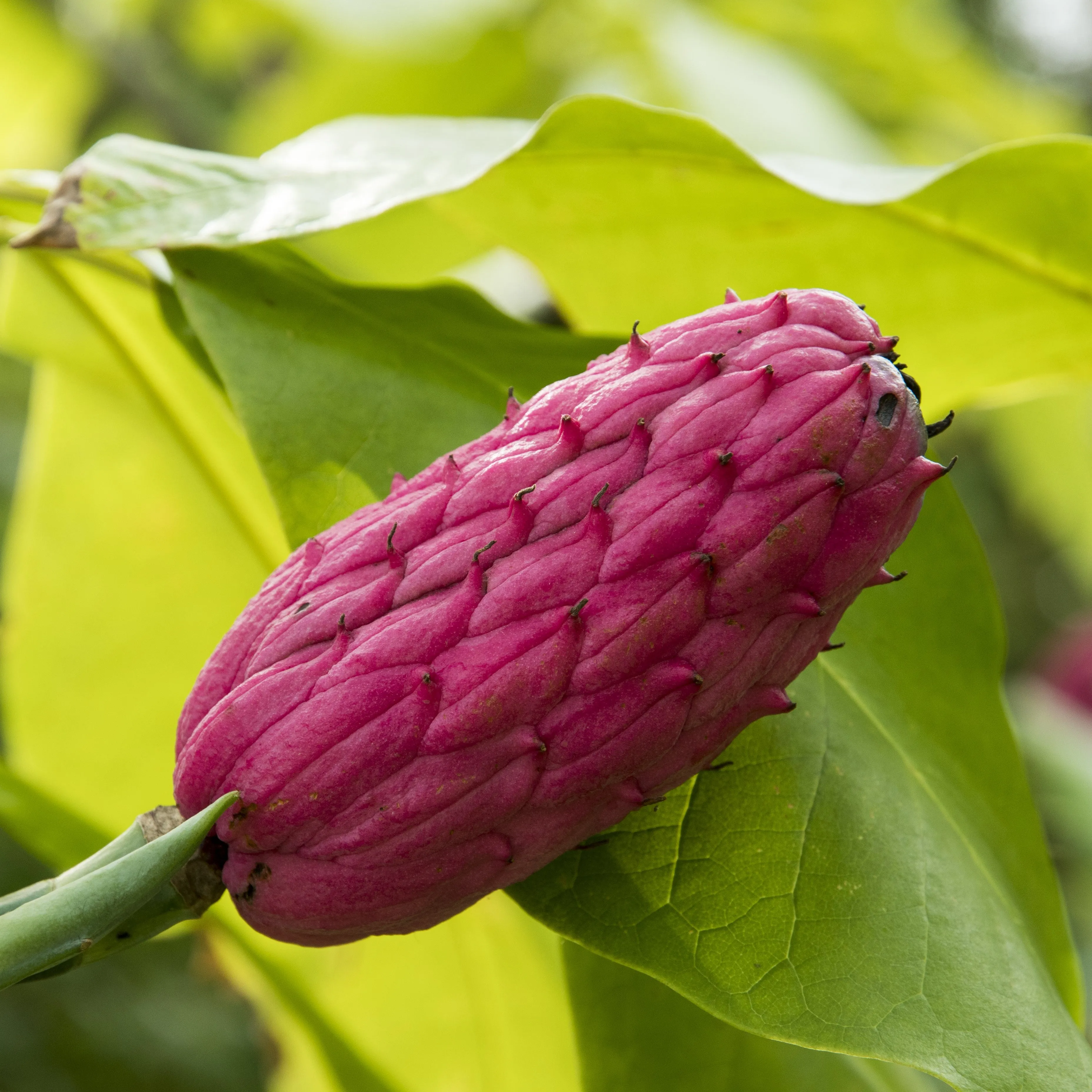 Umbrella Magnolia Tree